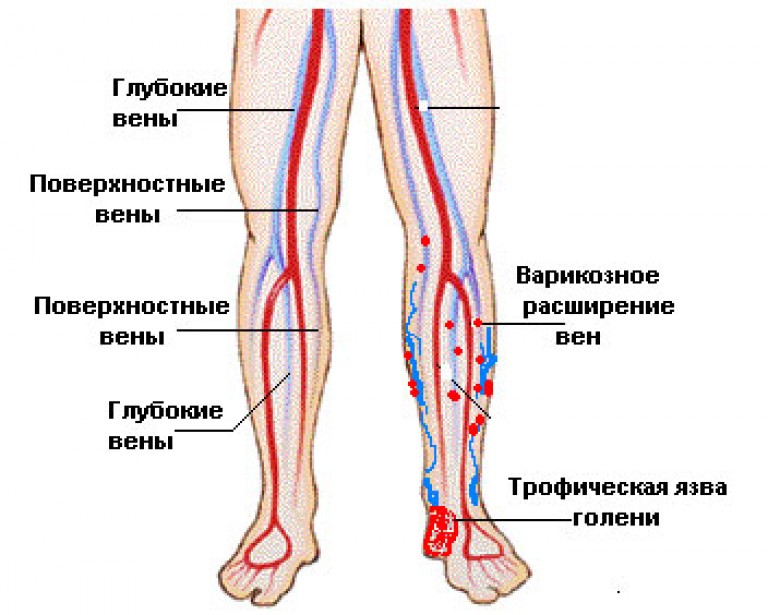 Вены в ногах схема