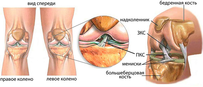 Анатомия крестообразной связки