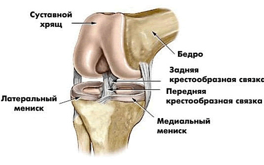 Строение колена