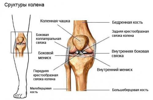 Структура коленного сустава
