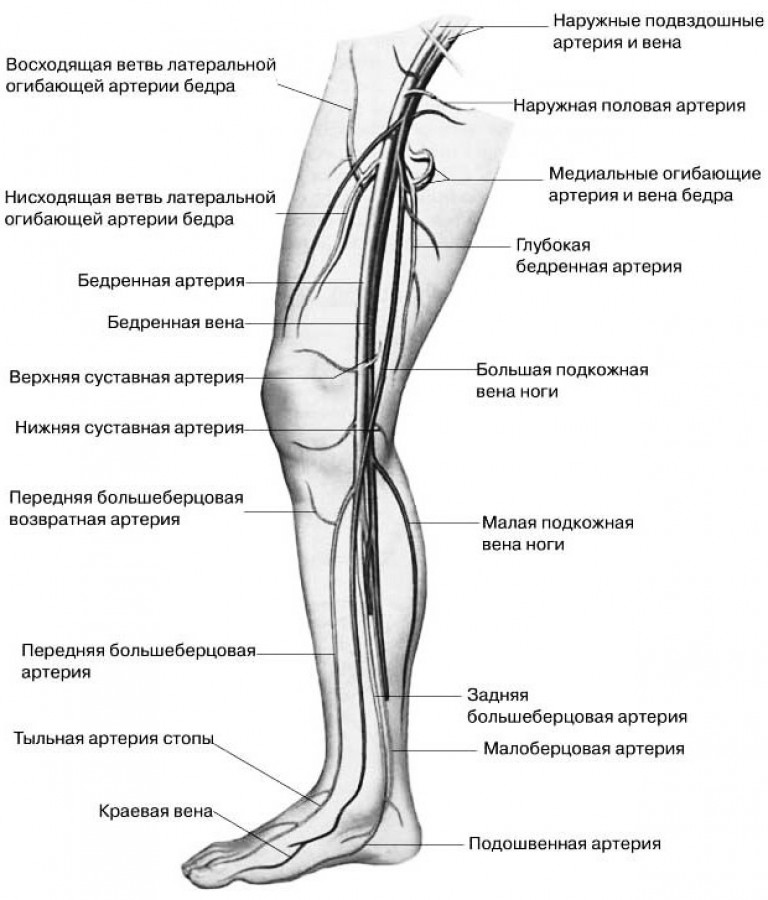 Анатомия вен ноги. Артерии нижних конечностей анатомия схема. Кровоснабжение нижней конечности схема. Артерии сосудов нижних конечностей анатомия. Лимфоузлы коленного сустава схема.