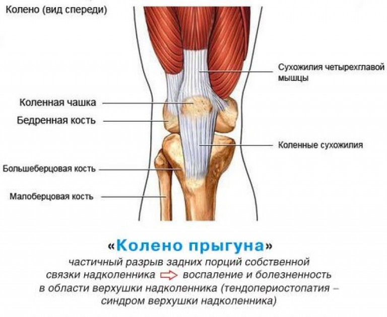 Колено прыгуна фото