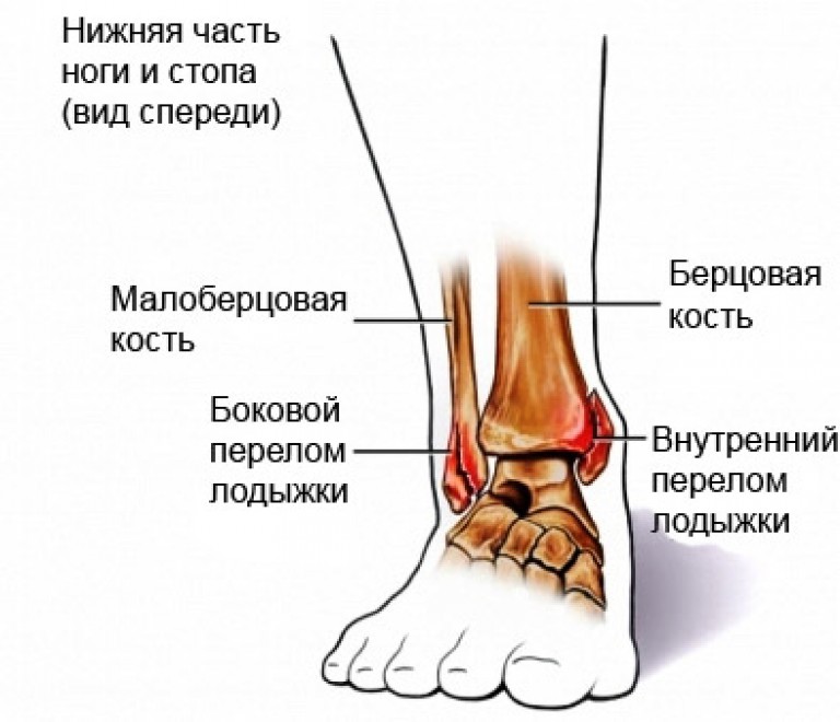 Рассмотрите изображение голеностопа человека